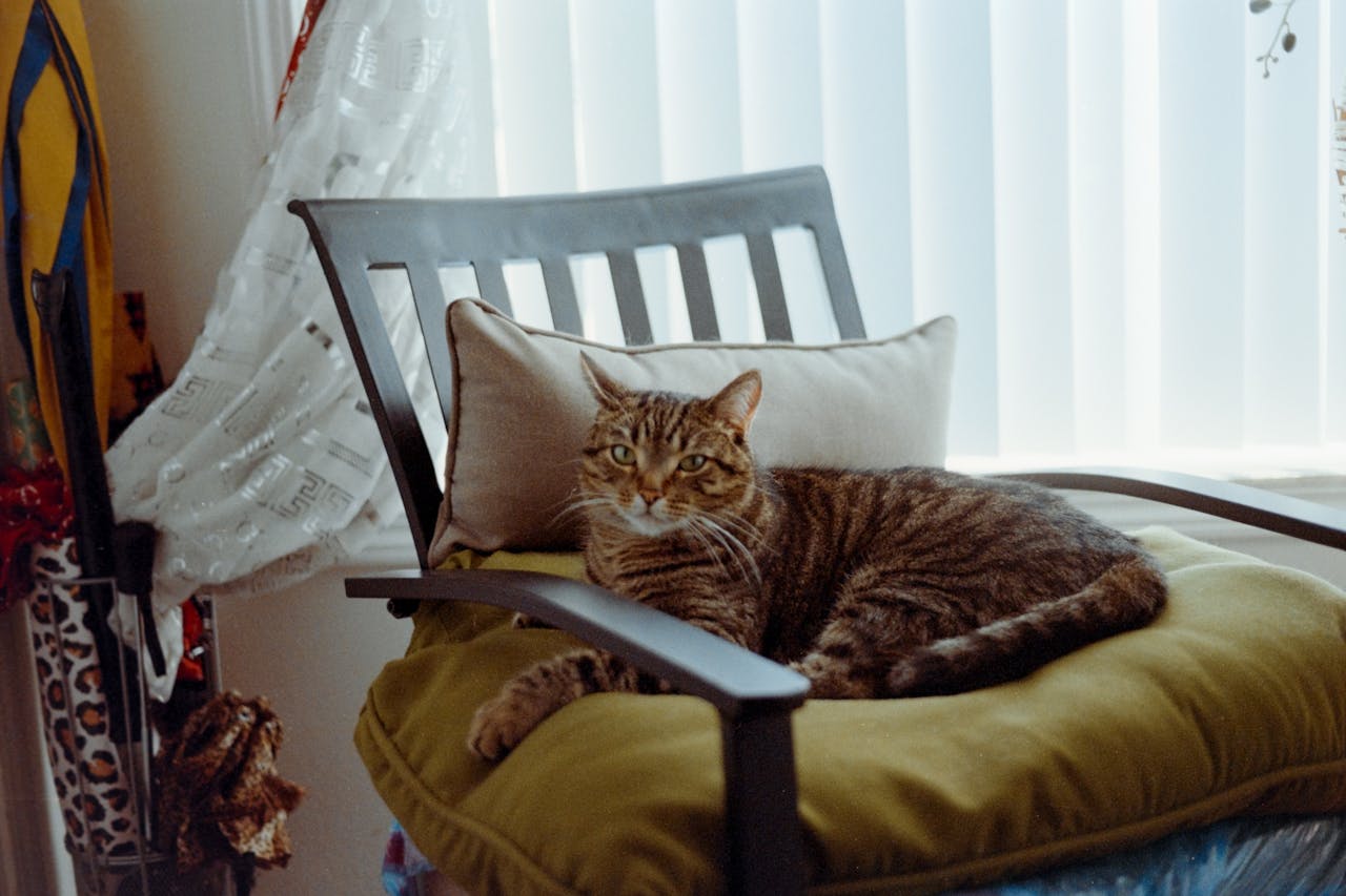 RedStone-Property-Management-pet-cat-accommodation